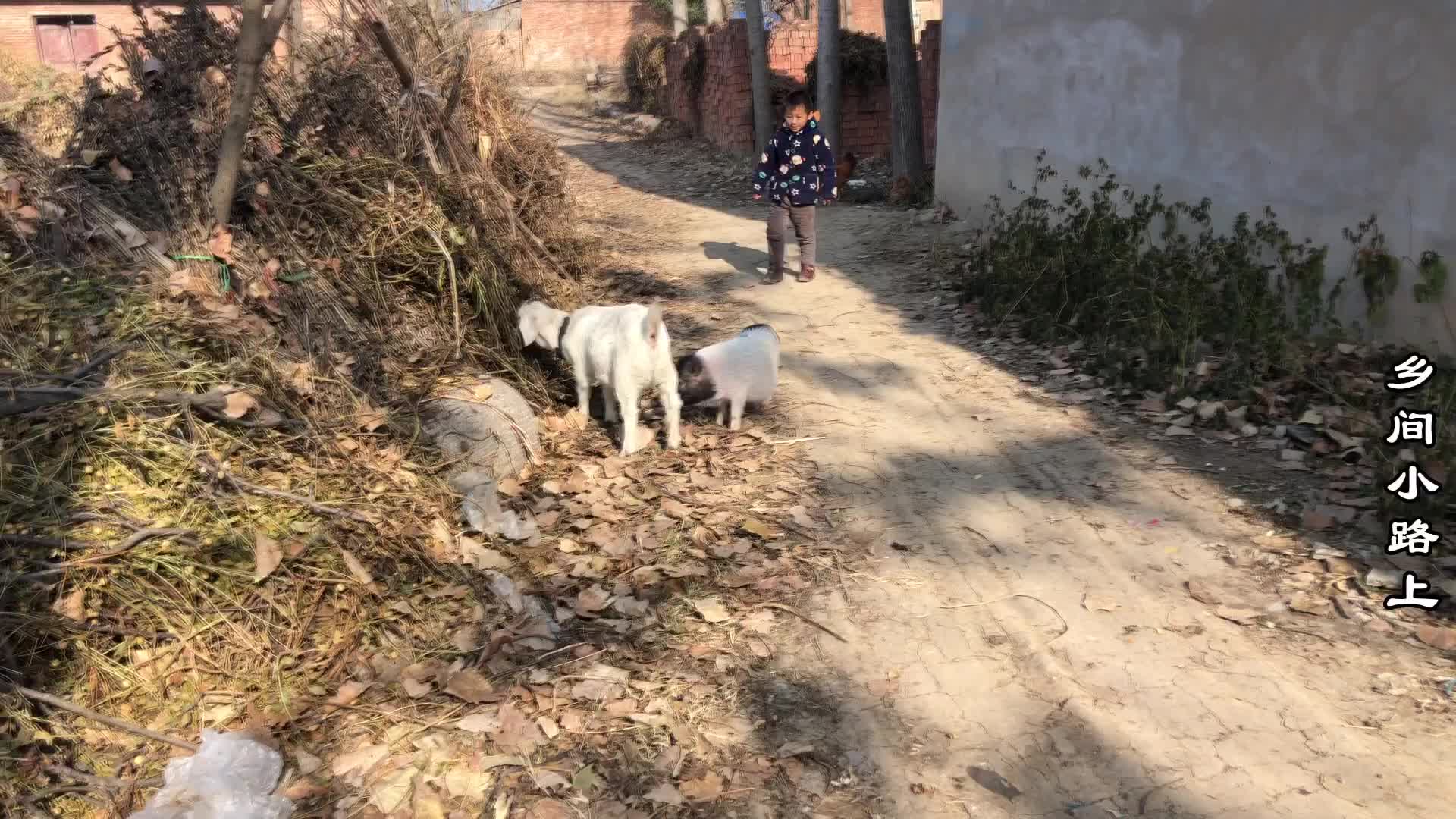 农村大哥三轮车坏路上，找车拉轮子冒黑烟不动，小伙一来指点就好