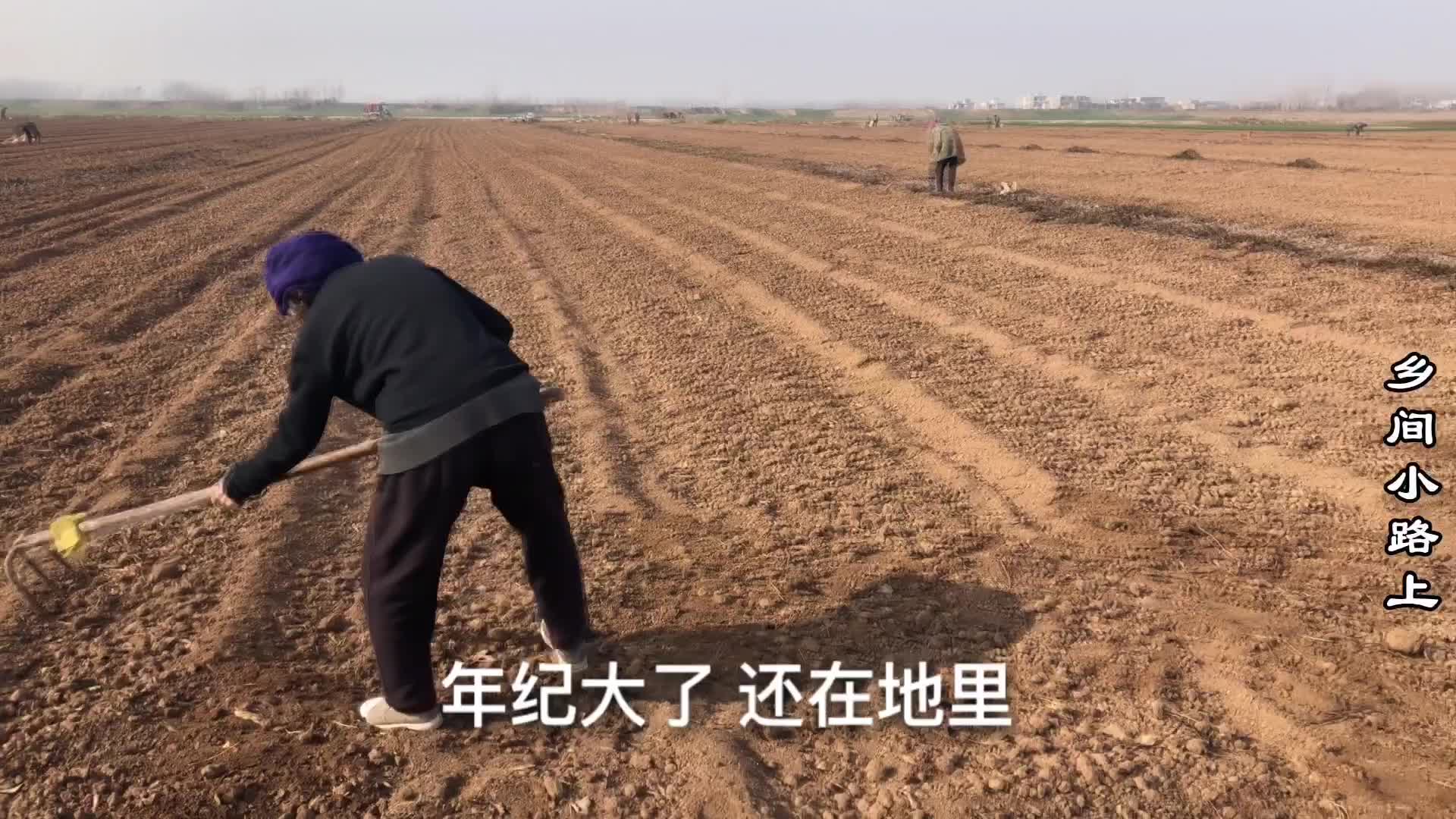 静静下地拉红薯秧子，3羊足足2大车，这次不愁冬天没吃的，真累人