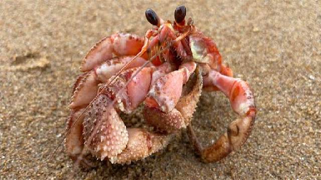 二强赶海,大风过后在沙滩上捡到大个寄居蟹,可惜不能吃了