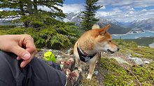 和柴犬去徒步看美景吧！【絶景の展望】Shiba Inu Nara, enjoyed off trai