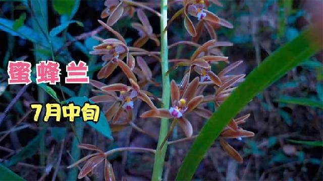 蜜蜂兰的花期原本在3-4月,现在7月中旬了,贵州的蜜蜂兰还开花?