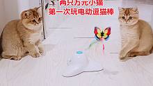 给小猫第一次玩电动逗猫棒，这只猫宝从胆怯到出手到底经历了什么