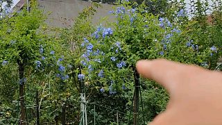 2米高的蓝雪花棒棒糖，树干手指粗，一次开花几百朵