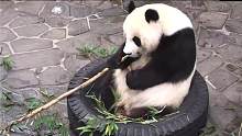 熊猫旦旦来到镜头前，又开始“轮胎上的卖萌”，要不要这么萌？