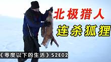 北极猎人：猎人连抓三只狐狸，用步枪远距离击杀灰狼，小赚一万