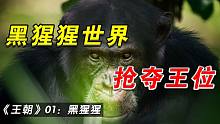 王朝：动物世界中真实的夺权故事，黑猩猩首领惨败后，重夺王位