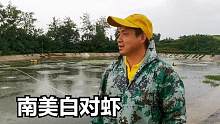 福建老板在汉中养南美白对虾，1亩最好收入三四万，为何没人养