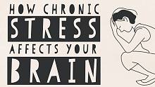 【TED科普】压力如何影响你的大脑？（中英字幕）
