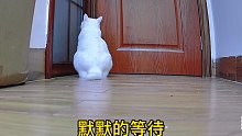 监控下的猫猫有多爱我