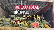 涨价！山东西瓜疯狂涨价市场西瓜吓人啊 贵的让人吃不起买不起