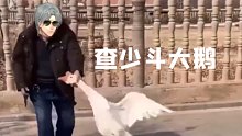 查 少 斗 大 鹅 【光与夜之恋】