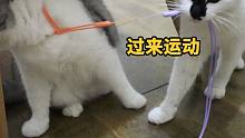 为什么用肌肉猫帮胖猫减肥会失败！？