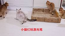 家里最强势小母猫，边玩游戏边吓唬别的猫，谁能和你一起愉快玩耍