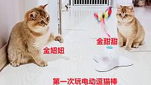 第一次玩电动逗猫棒，两只小猫配合默契，越玩越溜，怎么这么可爱