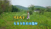 浙江海宁离境天自然农法，用福冈正信泥土丸子播种，90后懒人种地
