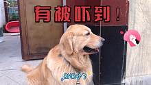 金毛一天没睡好，主人带它看了罪魁祸首瞬间秒怂，戏精无疑了