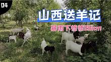 山西送羊记4:暴雨惊悚路途26公里756米落差经历，凸显养羊人智慧