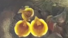 歌手三只雀