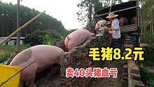 实拍广东农村卖猪现场，40头猪13520斤猪价8.2元，养殖户血本无归