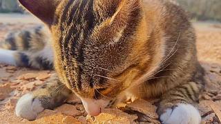 狸花猫：这猫粮有点塞牙，咬不动啊！