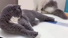 啊！我吃了你！