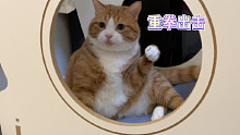 咪猫：“惹我生气？给我拍一顿pp我就跟你和好(｀ﾍ´)=3”