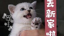 奶凶的小奶猫 打包带走！！！