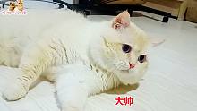 小猫们爱玩的新玩具，傲娇的喵男神不屑一顾，帅就该有帅的脾气