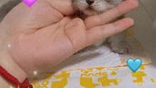 家人们，起个名字吧～#拿破仑猫 #曼基康矮脚 #猫 #萌宠