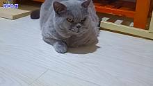 二哈猫爱跟主人玩，帅猫一旁嘚瑟它的秃尾巴，胖公猫没成主角不高兴了