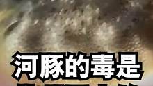 自然界最烈毒素之一的河豚毒素到底是怎么产生的？