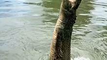 没想到鳄鱼在水里这么能跳！
