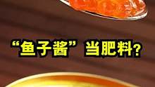 萨哈林的海滩，鱼卵被暴晒，只能被附近居民当成肥料！