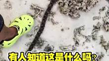 赶海的时候遇到一个奇怪的东西，你们知道……什么吗？