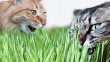 猫草当饭吃！猫咪吃草大比拼，你吃一口我就来两口