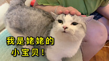 最疼小猫咪的姥姥要回老家了，然而小猫全然不知。喵：咦？今天咋没见我姥姥？