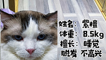 小猫咪运动会《开幕式》