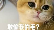 JOJO：我的毛，别人休想偷走！#金渐层 #猫