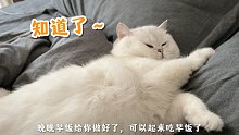人类高质量猫咪的日常