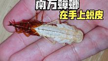 救助蜕皮中的蟑螂，把它捧在手心