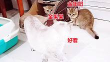 金点猫母女蛮不讲理，妈妈哈小猫，女儿尖声骂跑跳进产房的胖公猫