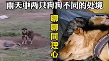 高原下雨，牧场的狗狗要淋一夜，心痛之余说说同理心对人的重要性