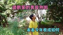 建鹏家的老树黄皮熟了，几十年的黄皮树，看看能摘多少