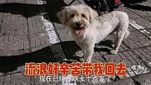 一只走丢的流浪狗为了不再流浪，拖着受伤的身体一路跟着小伙回家