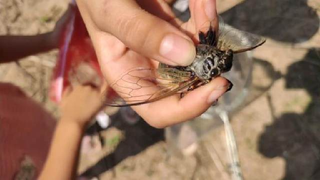 带孩子体验童年乐趣自制捕蝉"神器"奋战1小时,收获特别"大"