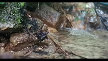 【流水声】手机录制，聆听大自然的声音。失眠者福音