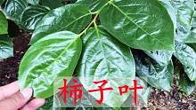 柿子叶在农村慢慢火了，生活中有3个好妙用，家家户户都需要
