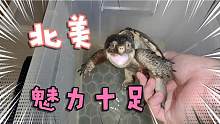 养了这么多年的鳄龟，原来北美鳄龟也可以如此霸气，你觉得呢