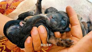 混血狗狗第一次做妈妈，一窝产下10只狗宝宝，每只都那么呆萌
