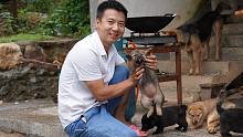 华农兄弟：小狗子越来越大了，把它们全部抓出来，喂点吃的